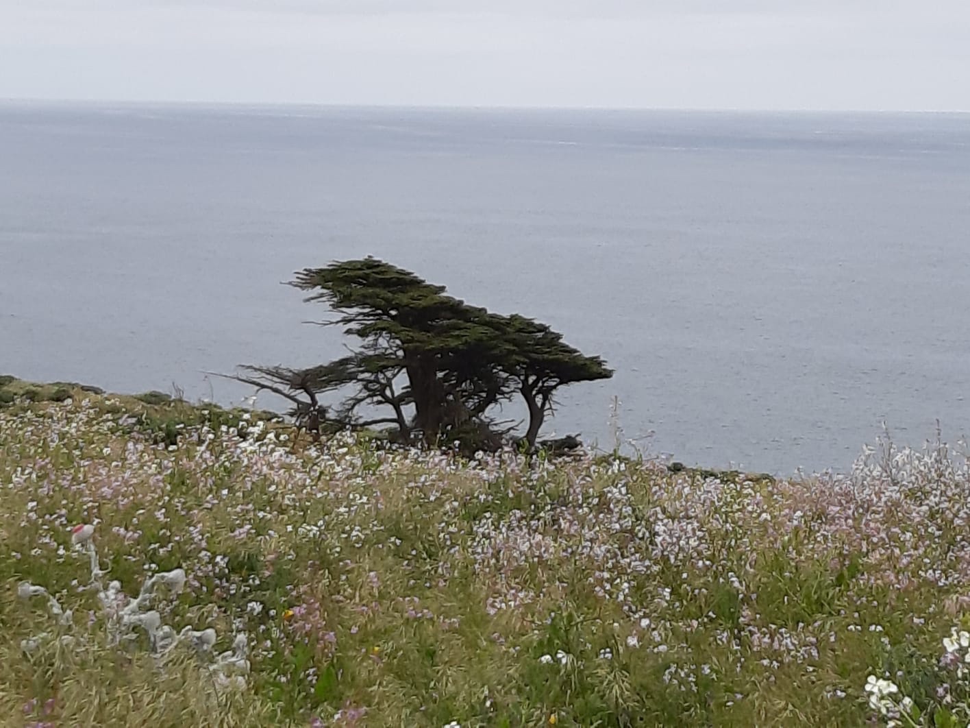 Tree and Ocean